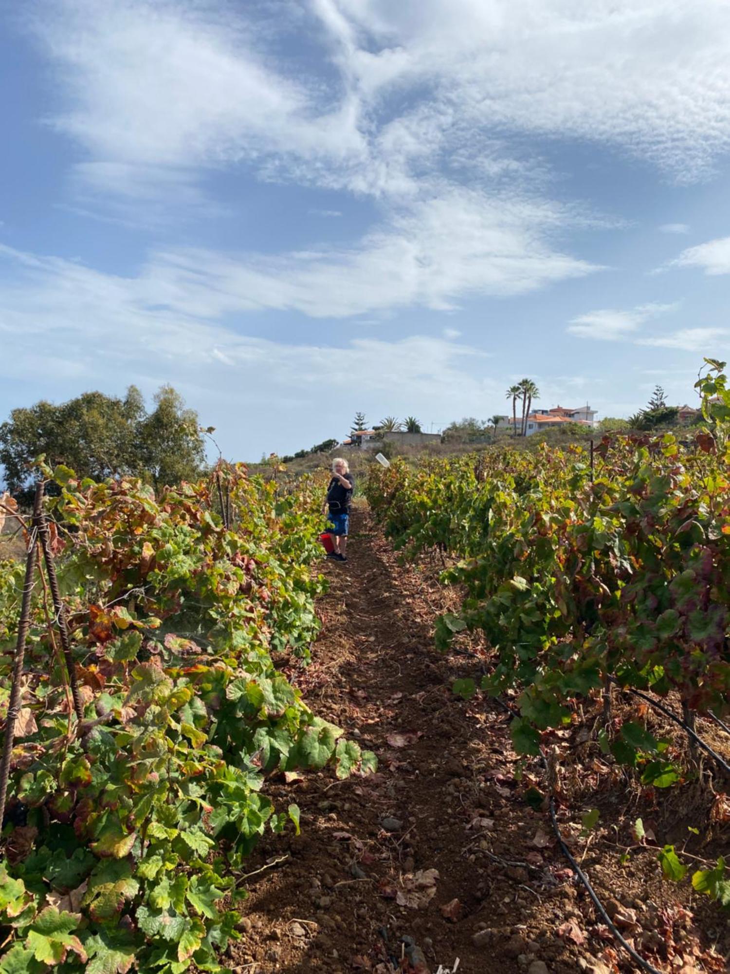 Finca Angelus Apartment Syrah With Amazing Views La Matanza De Acentejo 外观 照片