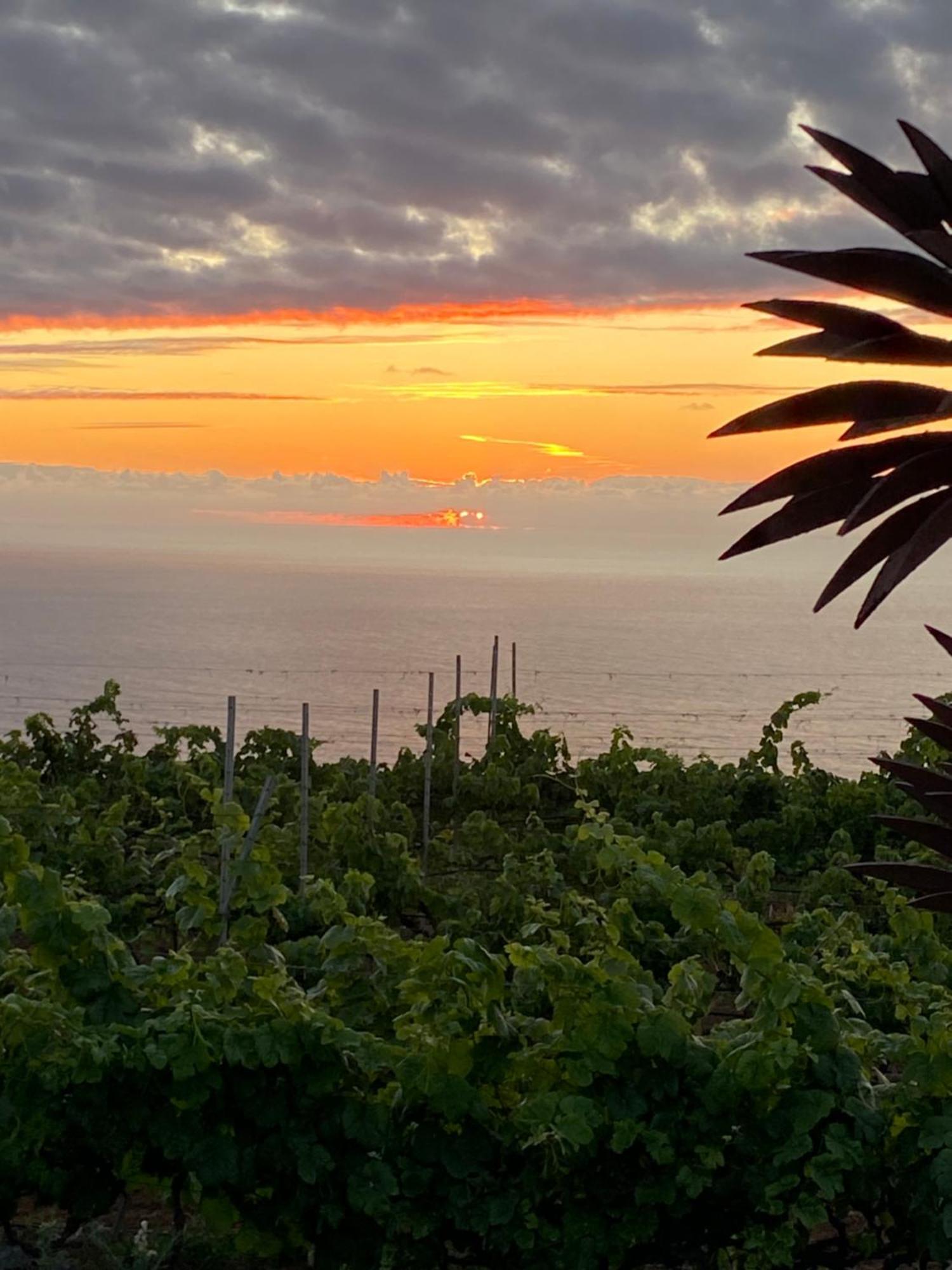 Finca Angelus Apartment Syrah With Amazing Views La Matanza De Acentejo 外观 照片